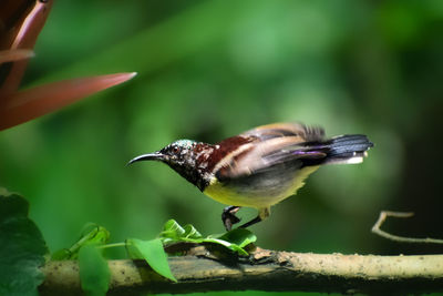 Close-up of bird perching on plant