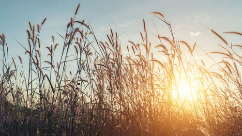 Close-up of wheat field against sky