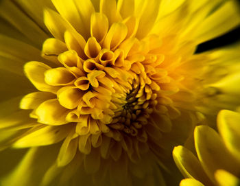 Close-up of yellow flowering plant