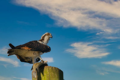 Low angle view of eagle perching on wooden post