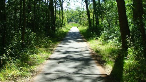 Dirt road amidst trees in forest