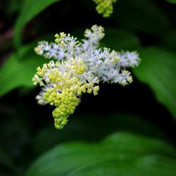 Close-up of flowering plant