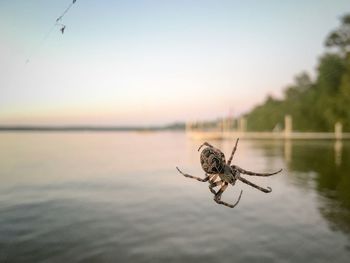 Close-up of dragonfly on lake against sky during sunset