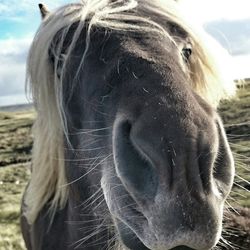 Close-up of goat