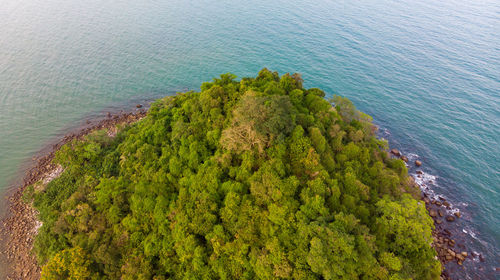 High angle view of trees on beach