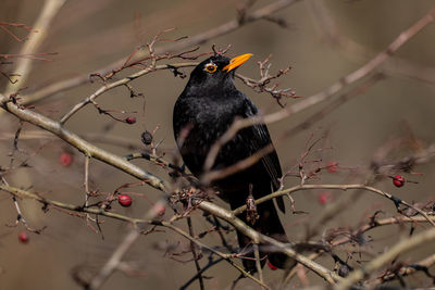 Close-up of bird perching on branch