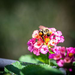 Close-up of insect on pink flower