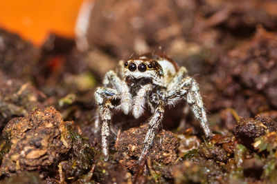 Close-up of spider