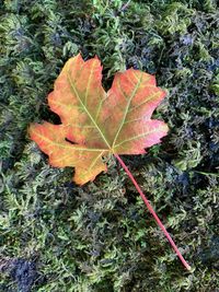 High angle view of maple leaf on land