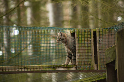 Low angle view of cat on wooden built structure against trees