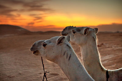 View of two horses on land during sunset