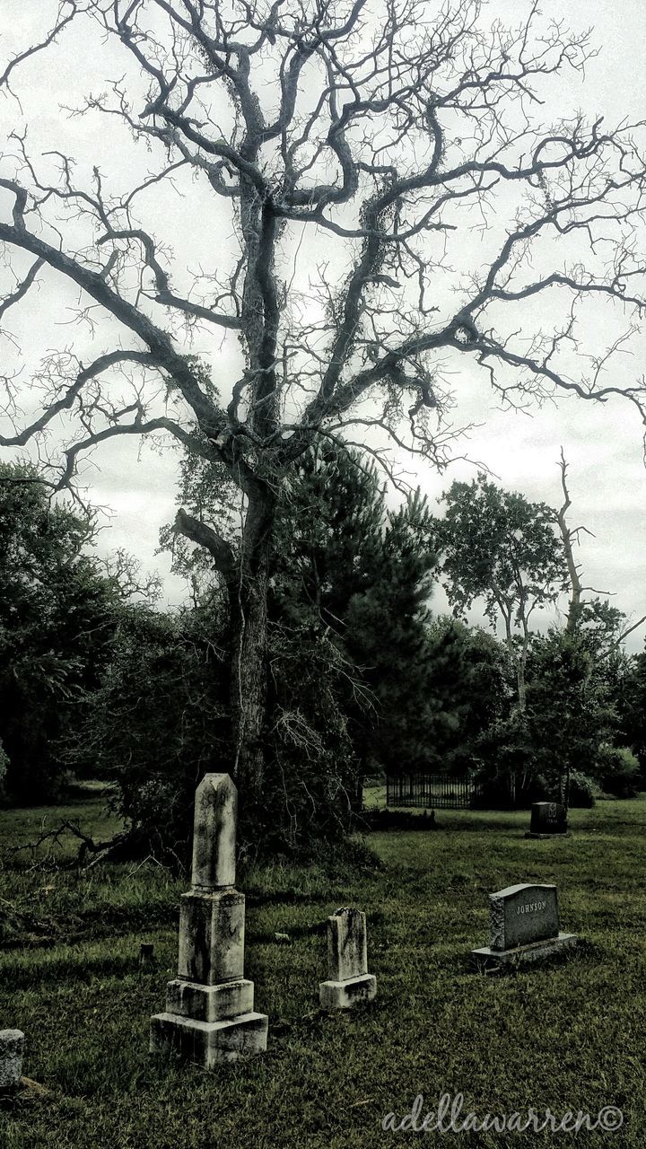 tree, grass, park - man made space, tranquility, growth, field, branch, nature, tree trunk, park, bench, tranquil scene, sky, tombstone, day, cemetery, bare tree, landscape, sunlight, outdoors