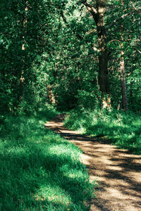 View of trees in forest