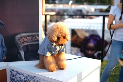 Close-up of dog sitting on table