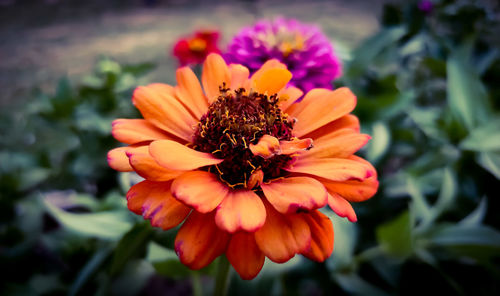 Close-up of orange flower