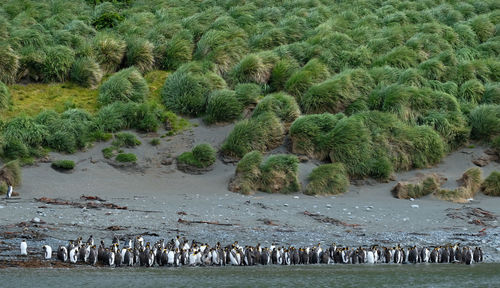 Penguins at beach