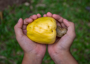 Close-up of person holding cashew fruit