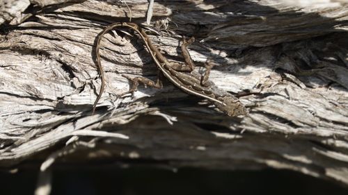 Close-up of tree trunk