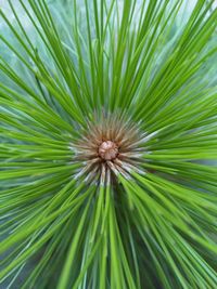 Full frame shot of palm leaf