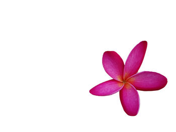 Close-up of pink flowering plant against white background