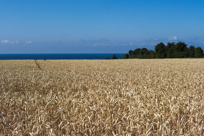 Scenic view of field against blue sky