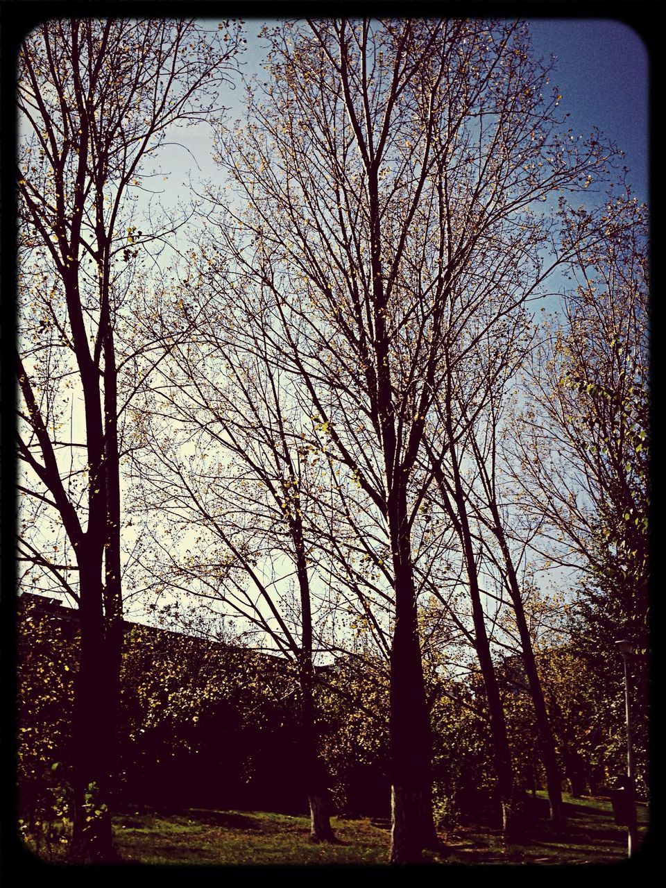 transfer print, tree, auto post production filter, bare tree, branch, tranquility, sky, nature, field, tranquil scene, growth, clear sky, scenics, tree trunk, beauty in nature, silhouette, landscape, outdoors, no people, grass