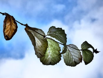 Low angle view of leaves against sky