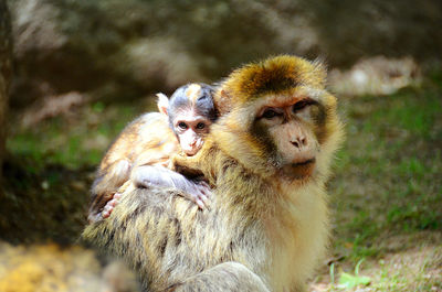 Close-up on apes at la montagne des singes in alsace