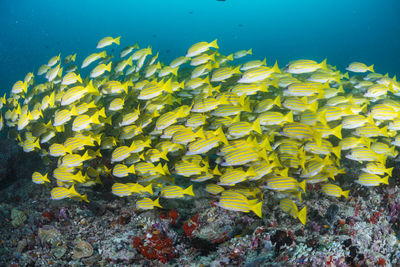 School of blue banded snapper ,wide angle