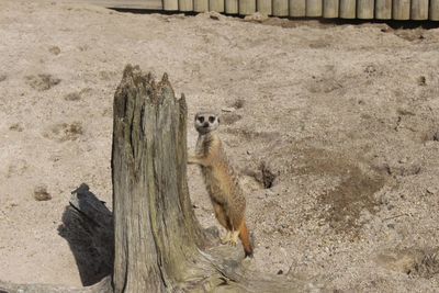 High angle view of animal on wood