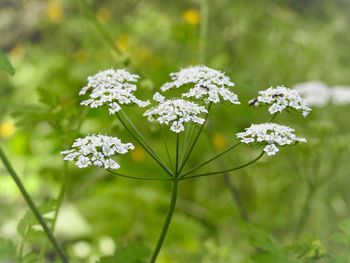 Close-up of white flowering plant