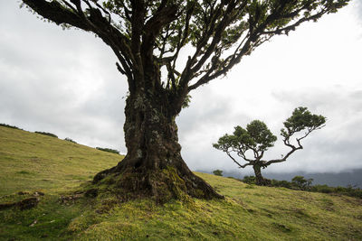 Fanal forest on madeira island