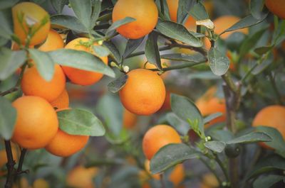 Close-up of orange growing on tree