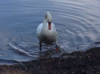 Swans on a lake