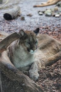 Portrait of sheep resting on rock