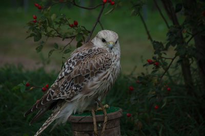 Close-up of owl perching on branch