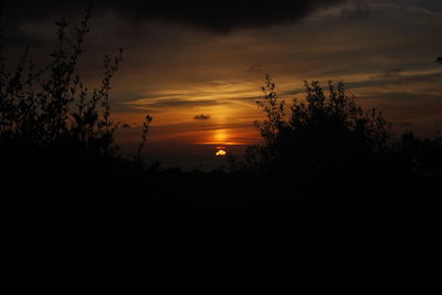 Silhouette plants against sunset sky