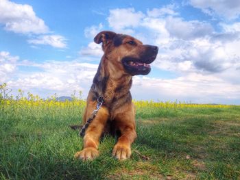 Dog standing on field against cloudy sky