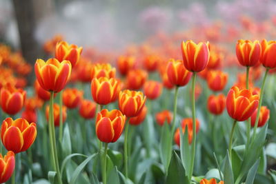 Close-up of orange tulips on field