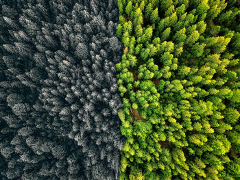 Aerial view of trees