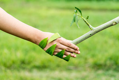 Cropped image of woman shaking hand with plant