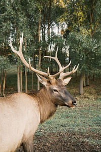 Red deer in the autumn fairy forest. 