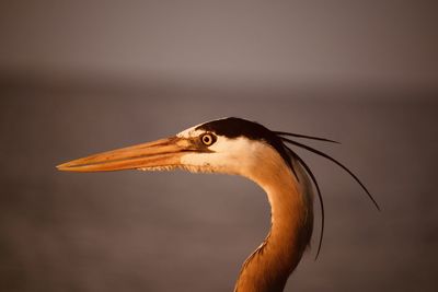 Close-up of a bird looking away