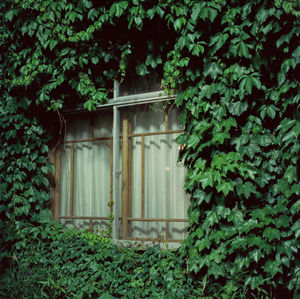 Ivy growing on tree by building