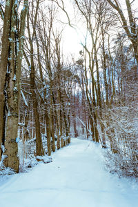 Trees in forest during winter