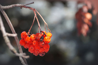 Close-up of red berries on tree