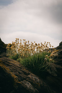 Close-up of plants against sky