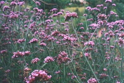 Close-up of flowers