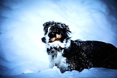 Dog on snow covered field against sky