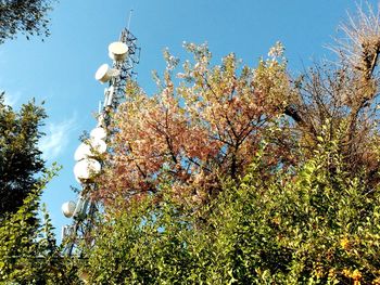 Low angle view of flower tree against clear blue sky